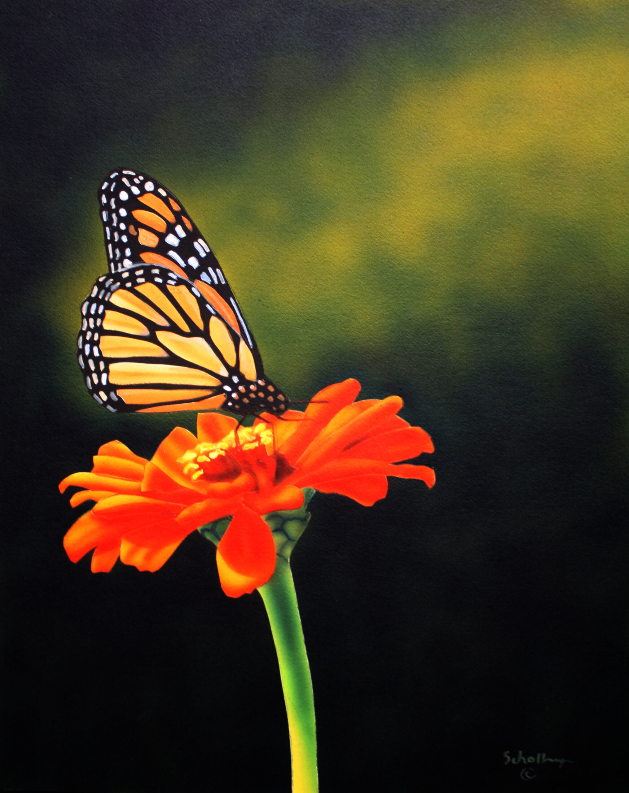 Monarch & Zinnia in Shadows