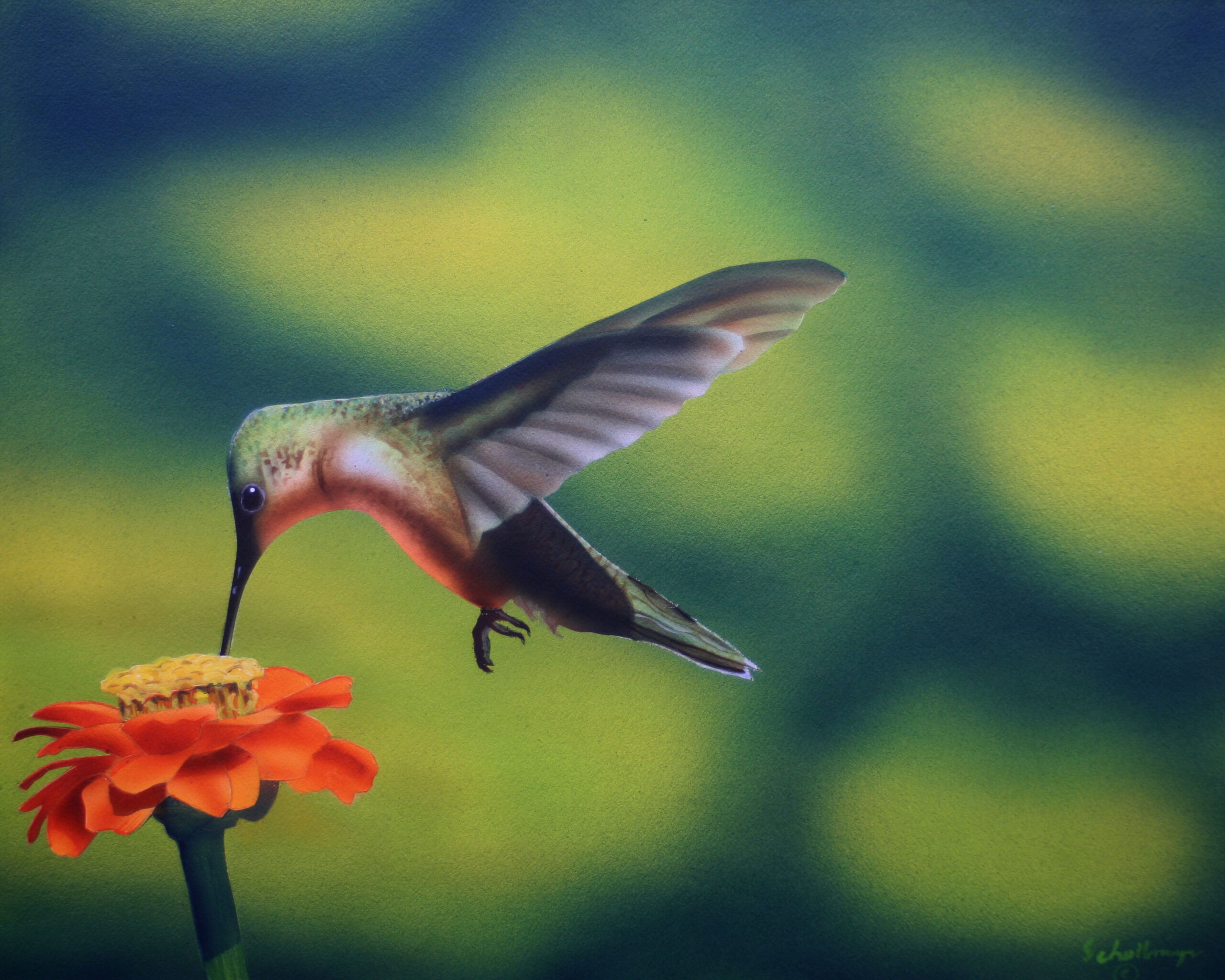 Hummingbird with Zinnia