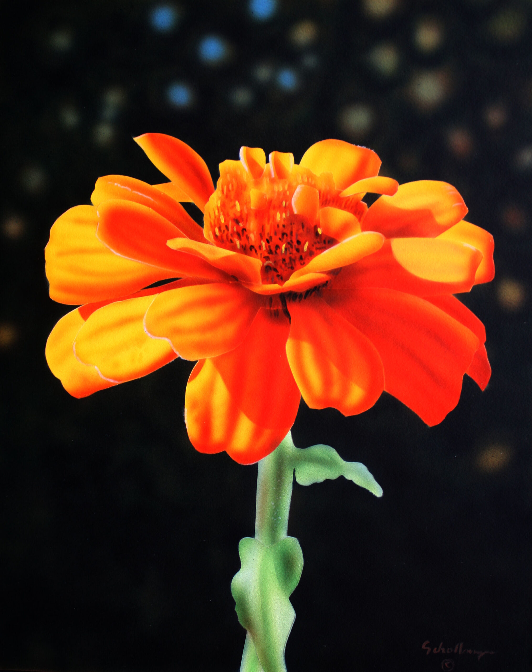 Orange Zinnia