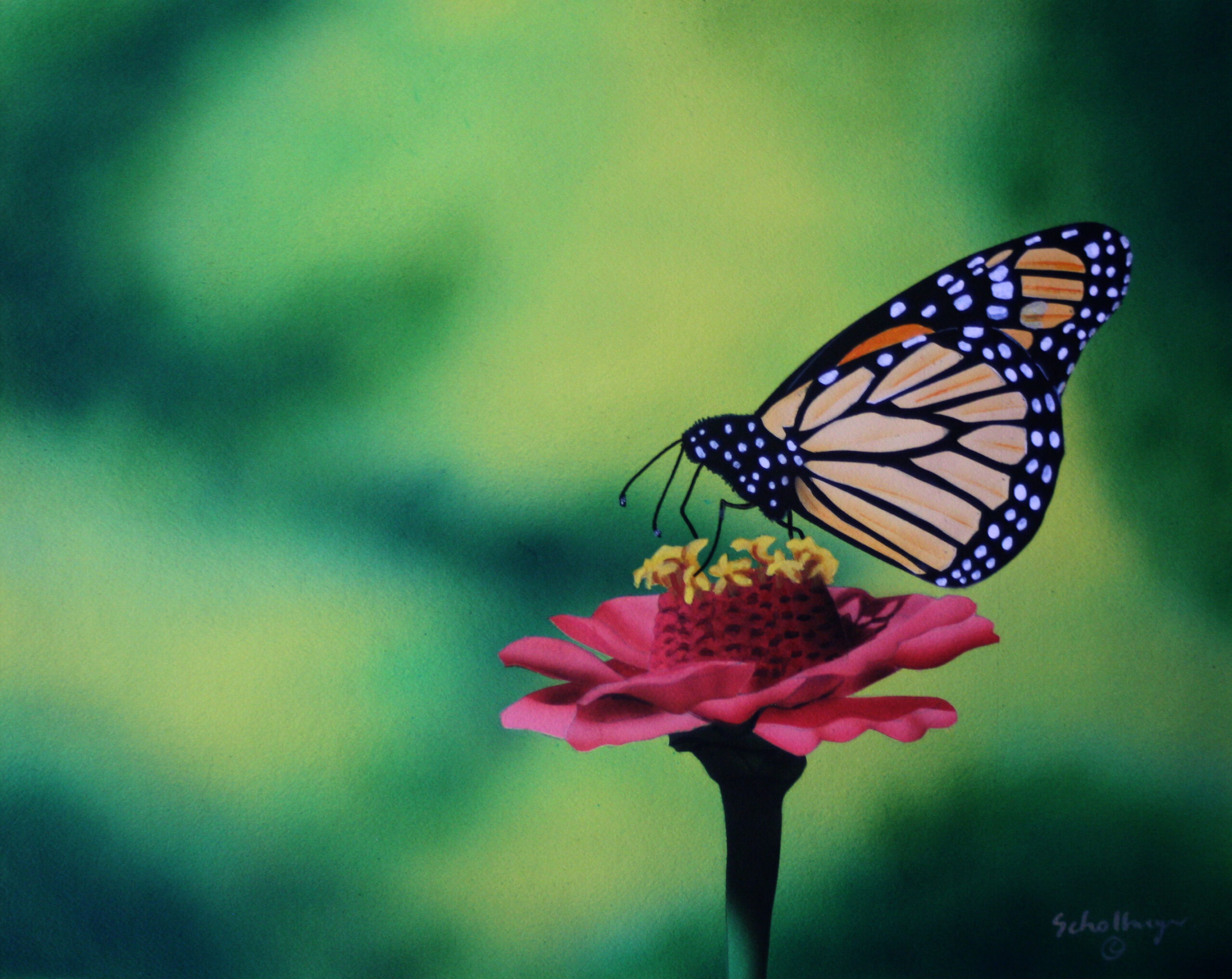 Pink Zinnia with Butterfly