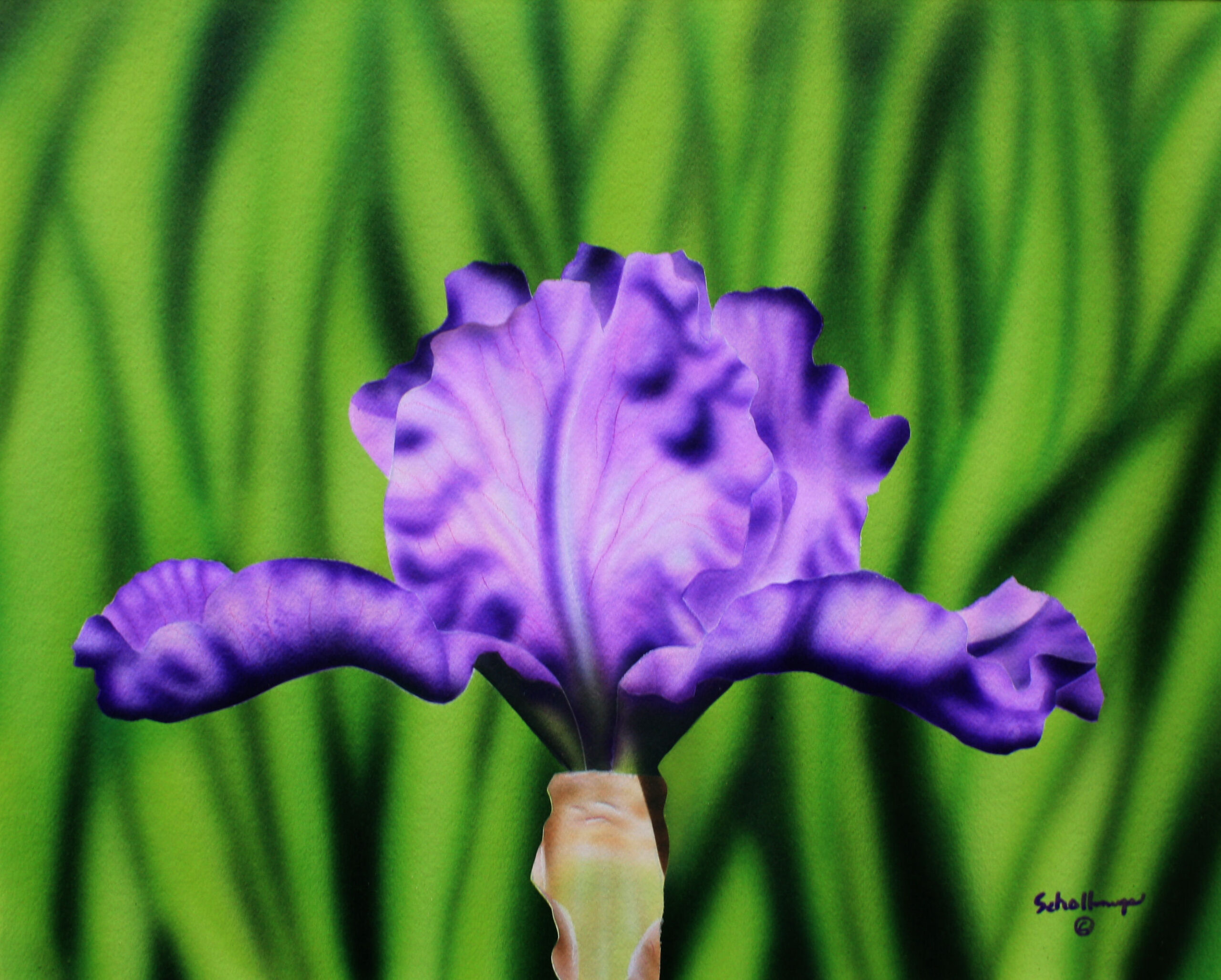 Lavender iris