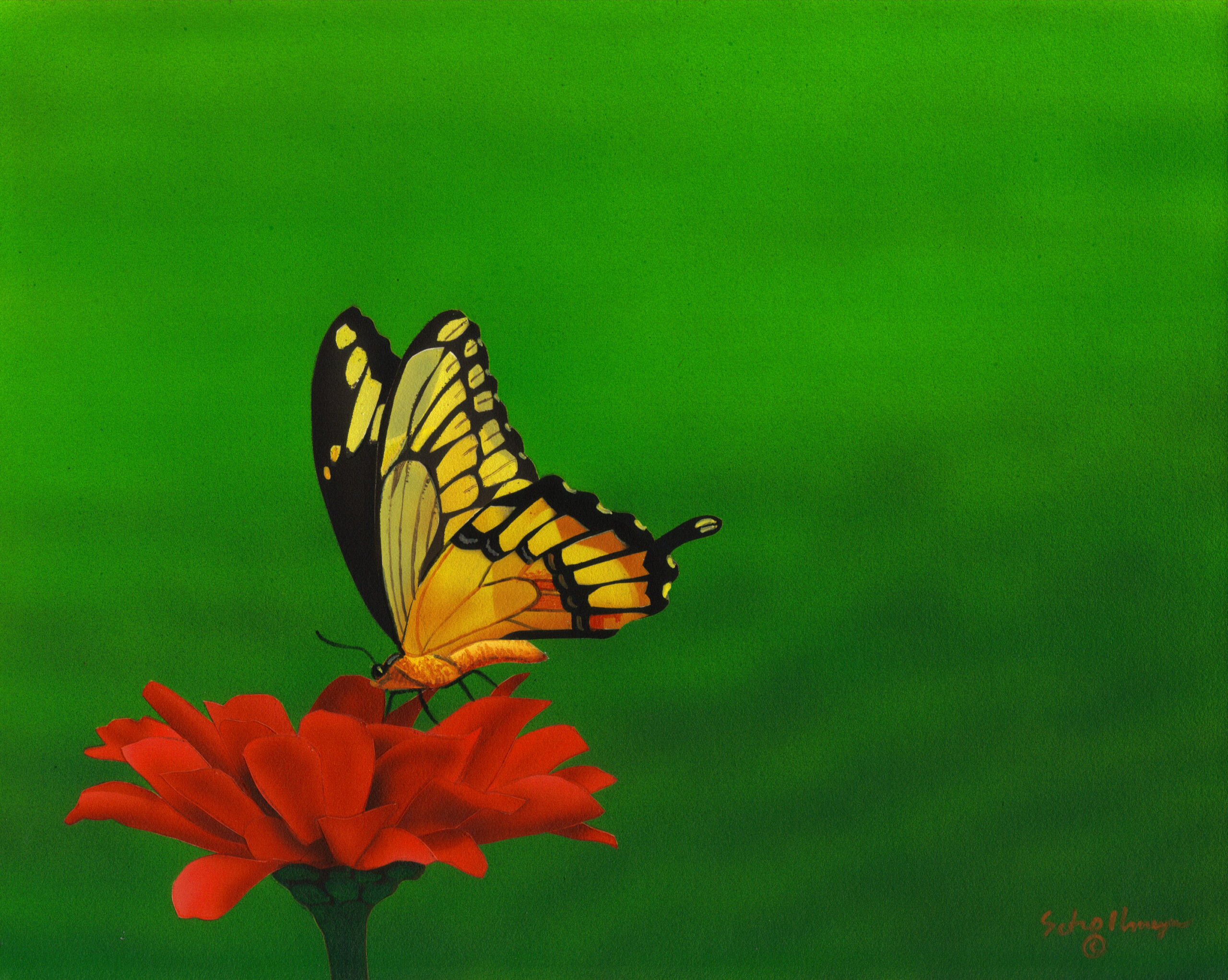 Swallow Tail & Zinnia