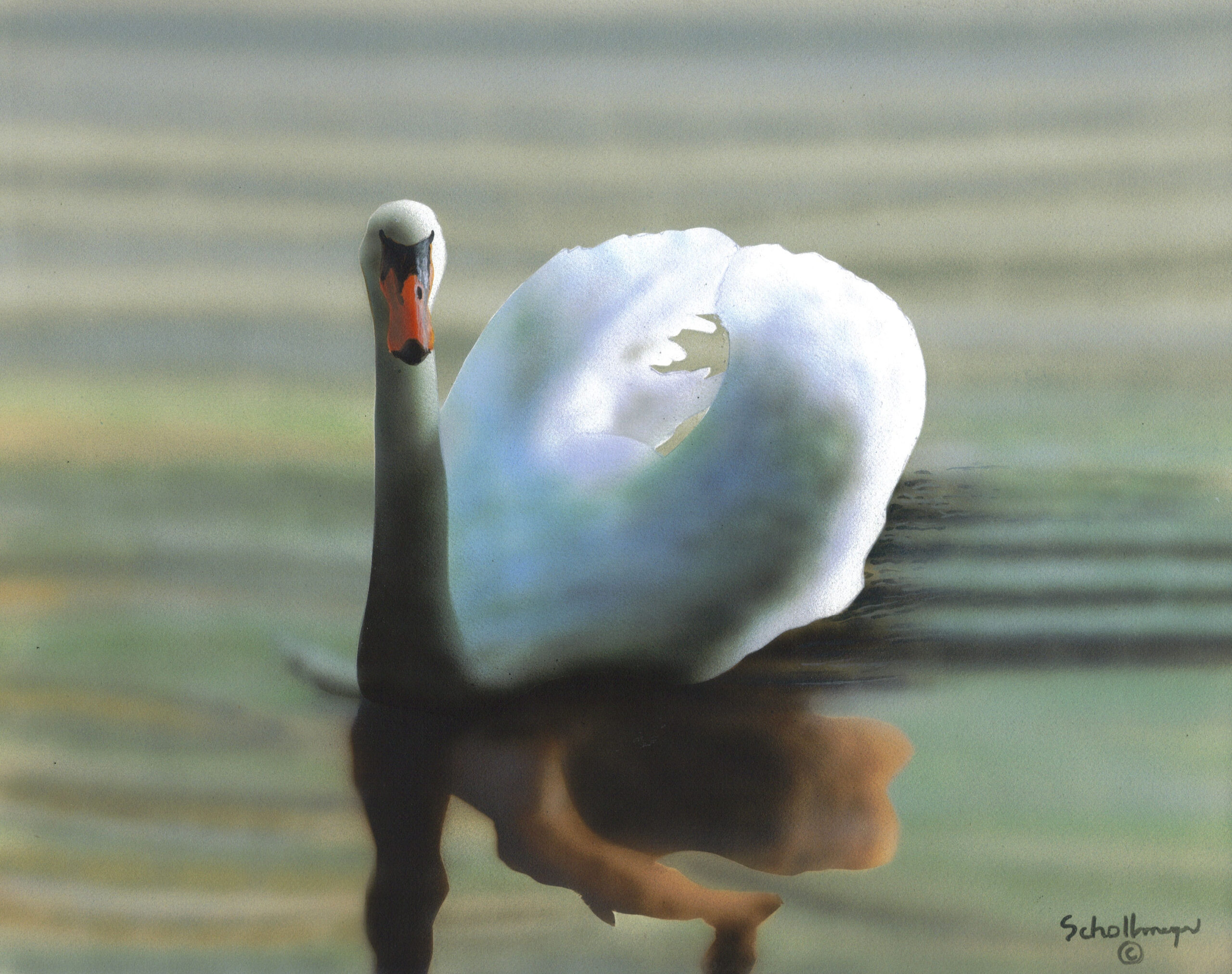 Swan (Late Evening)
