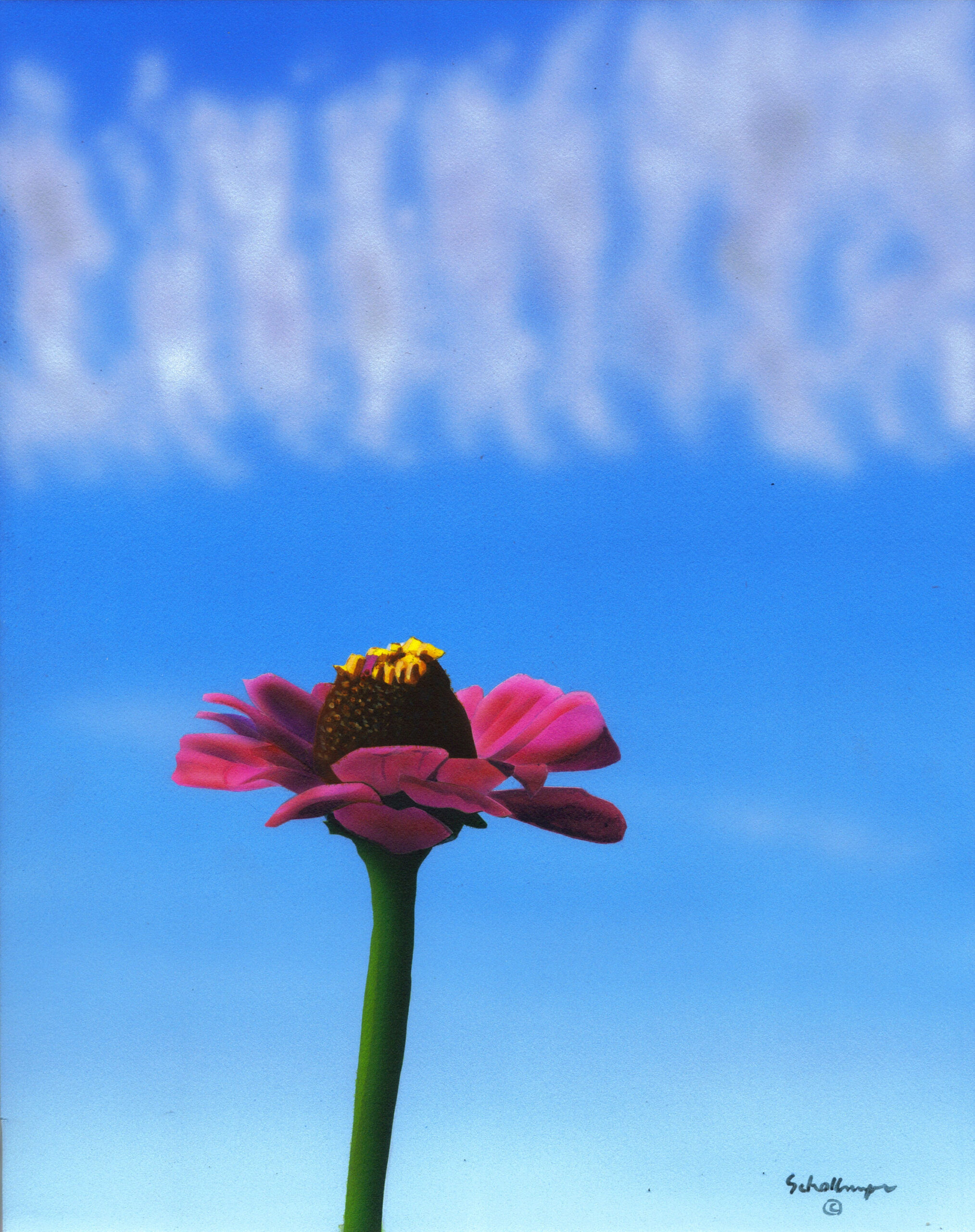 Zinnia with Clouds