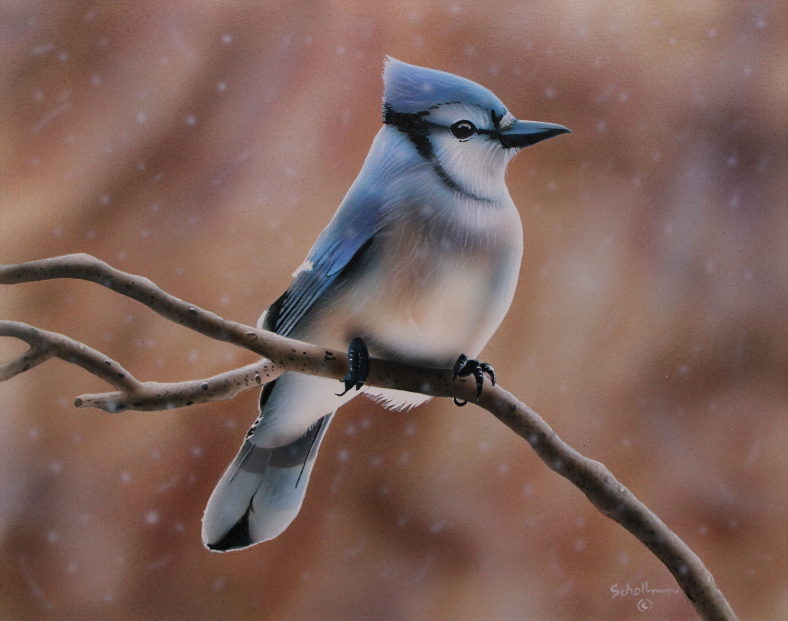 Blue Jay on a Snowy day
