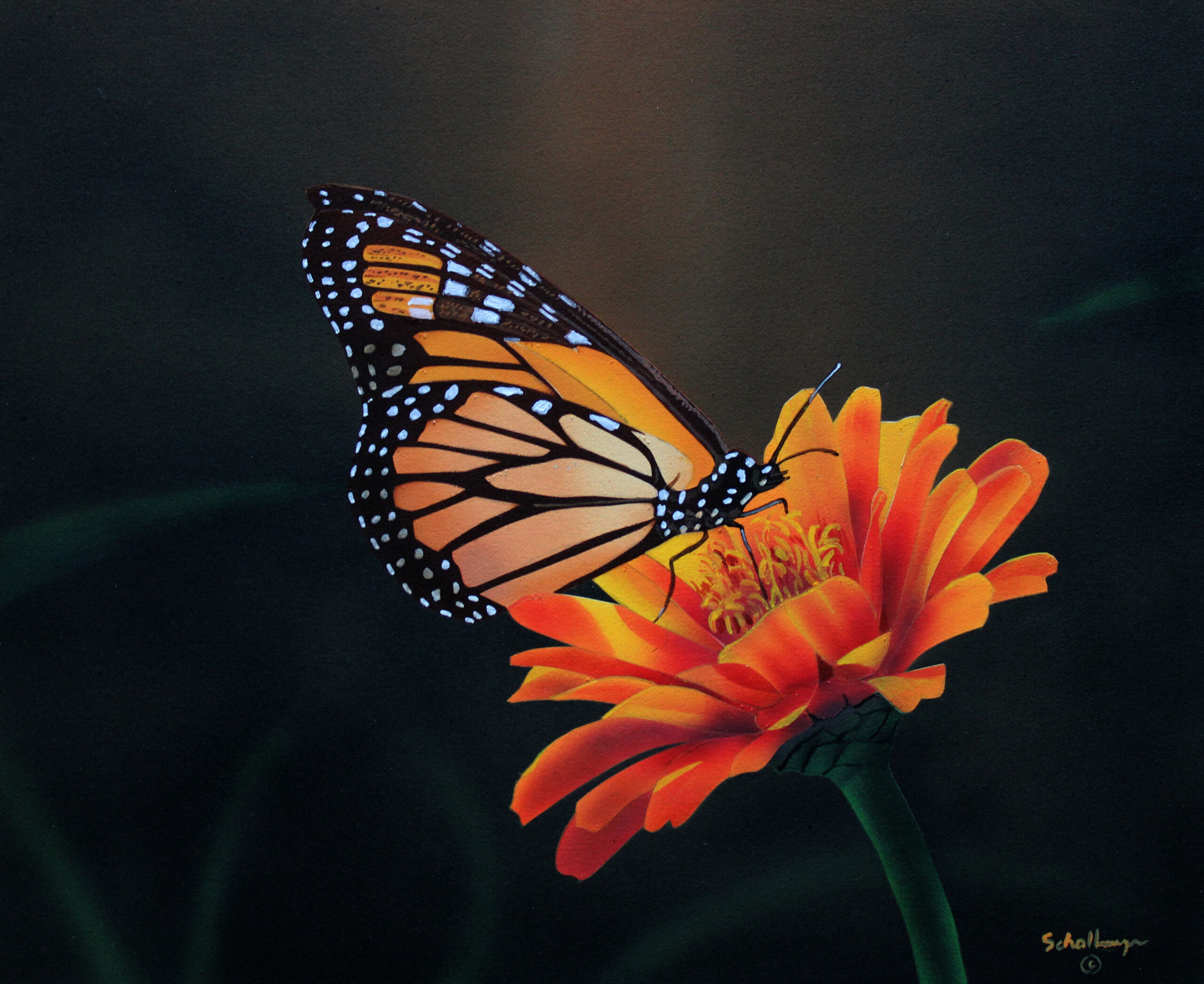 Butterfly in Shadows