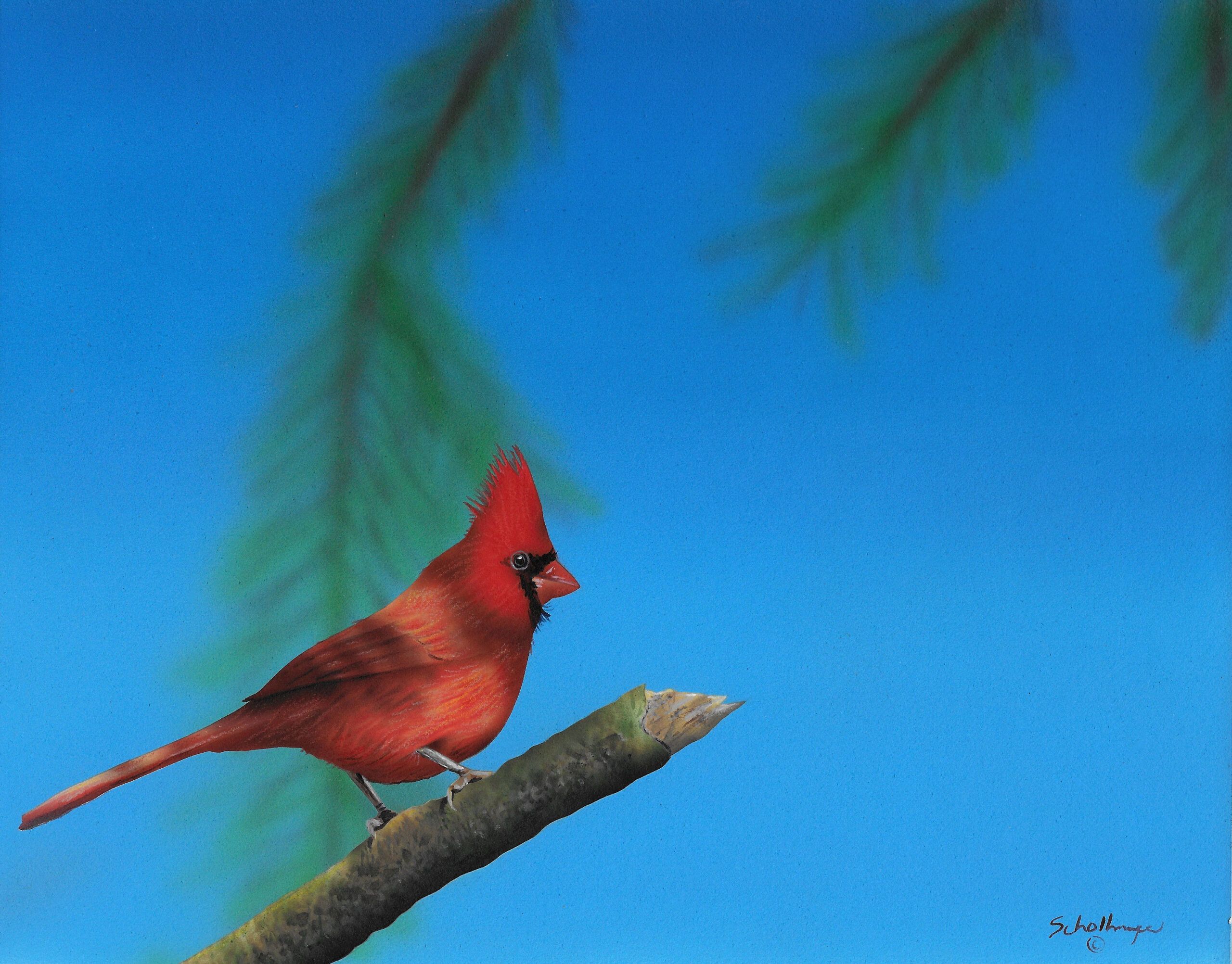 Dappled Cardinal