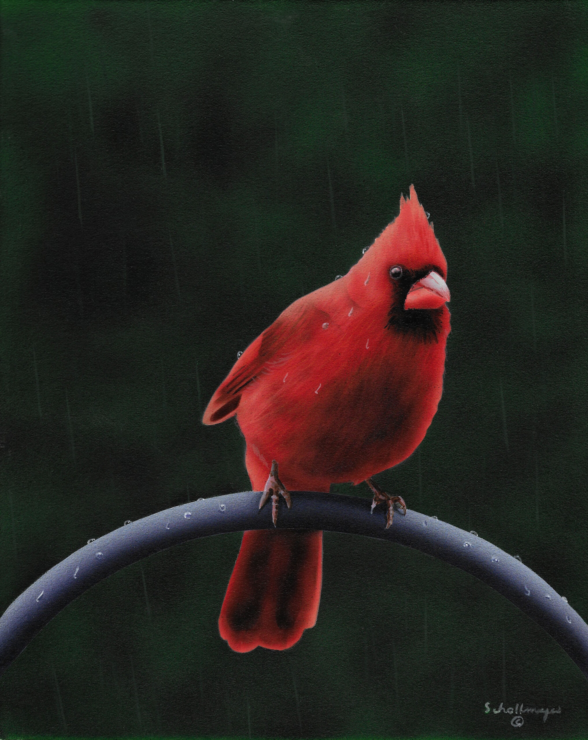 Cardinal in the Rain