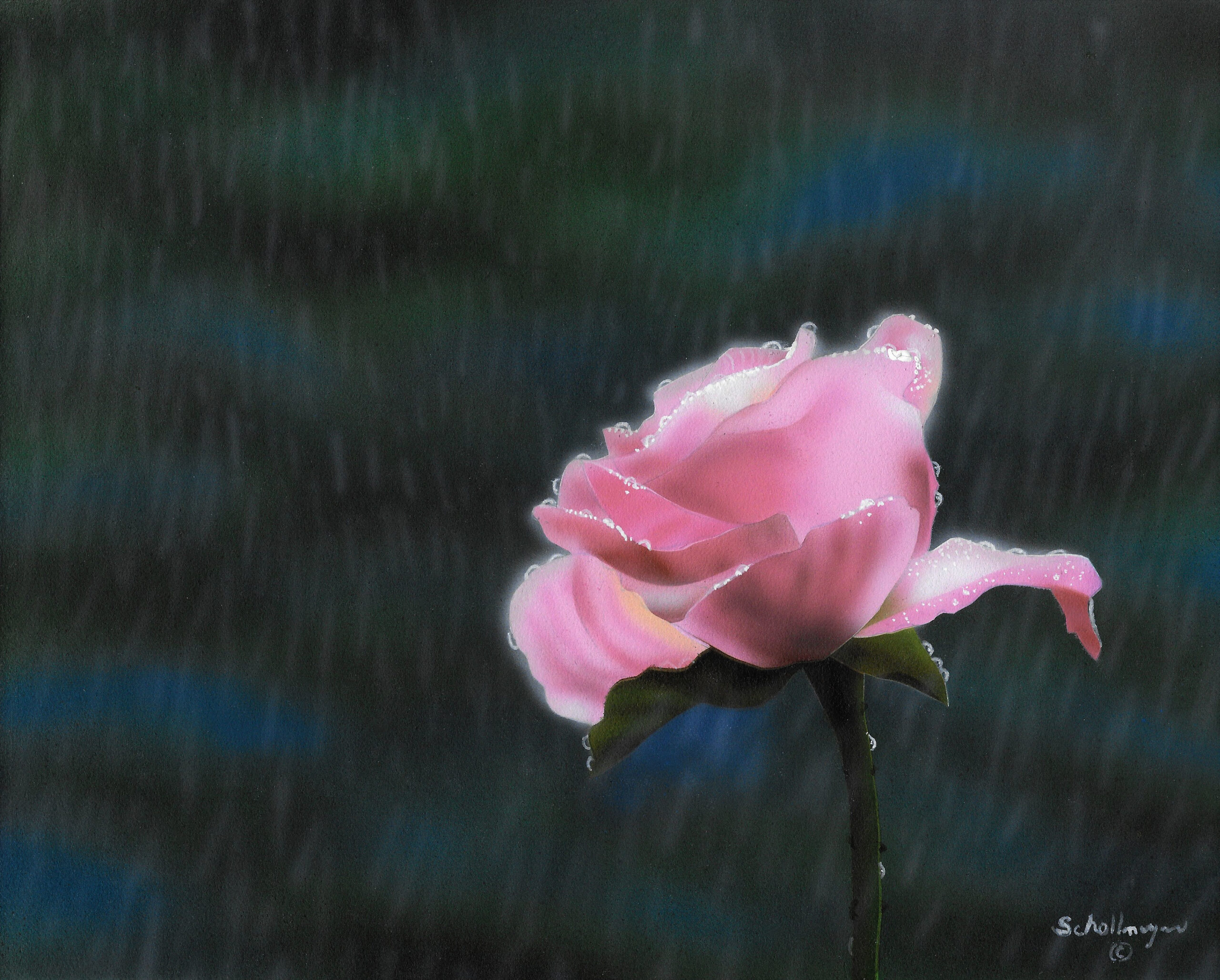 Pink Rose in Light Rain