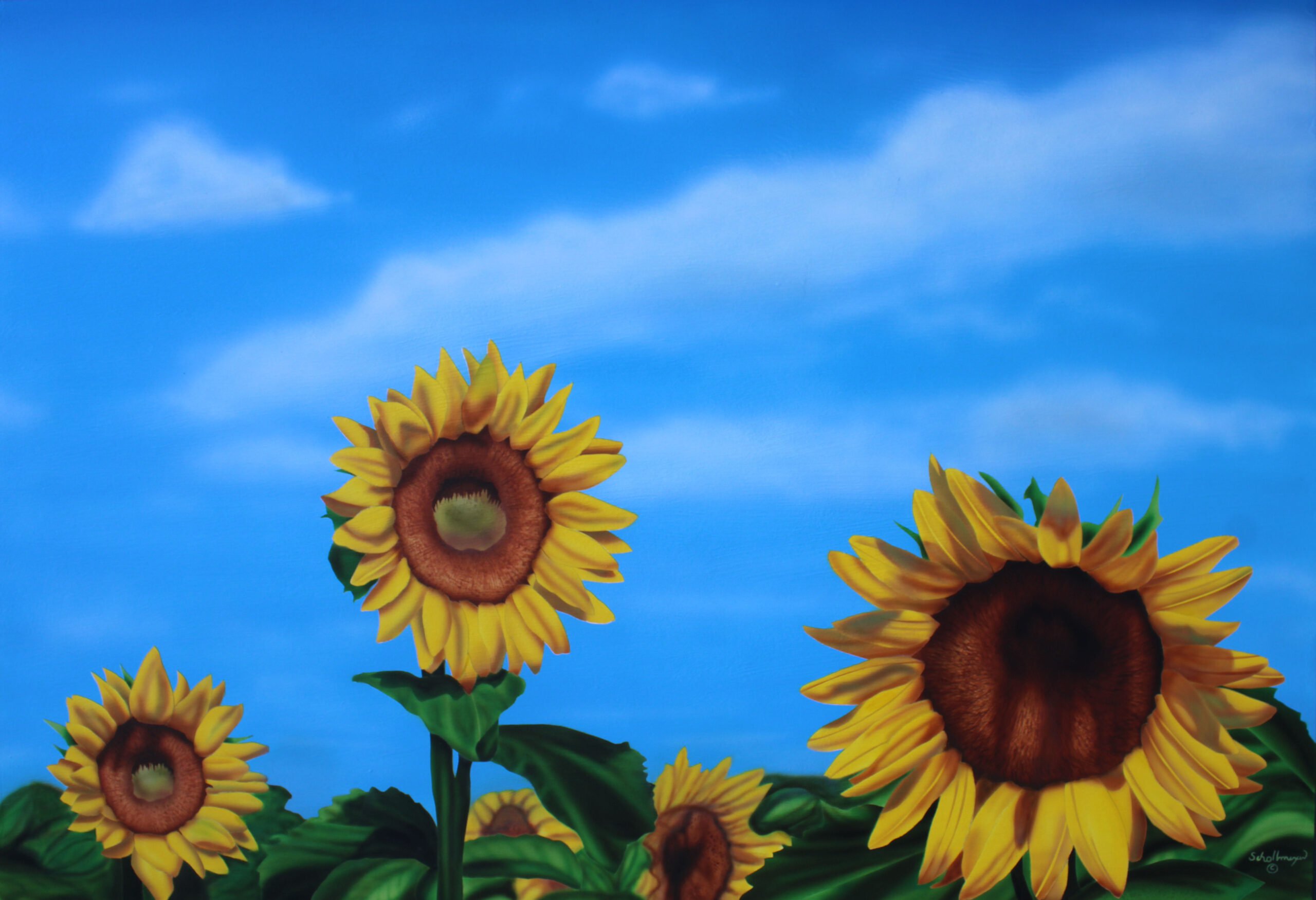 Sunflowers Fields Forever