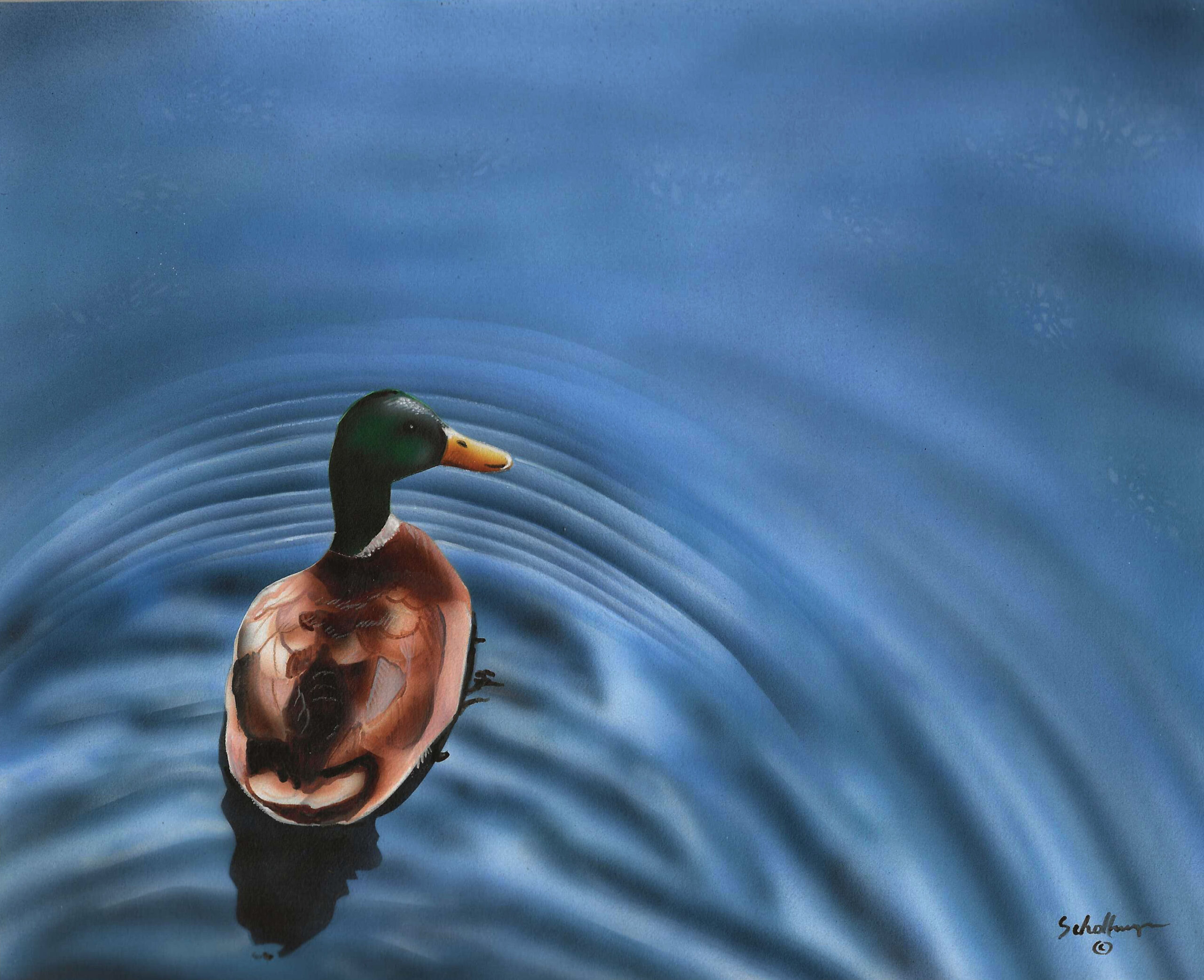 Mallard with Ripples