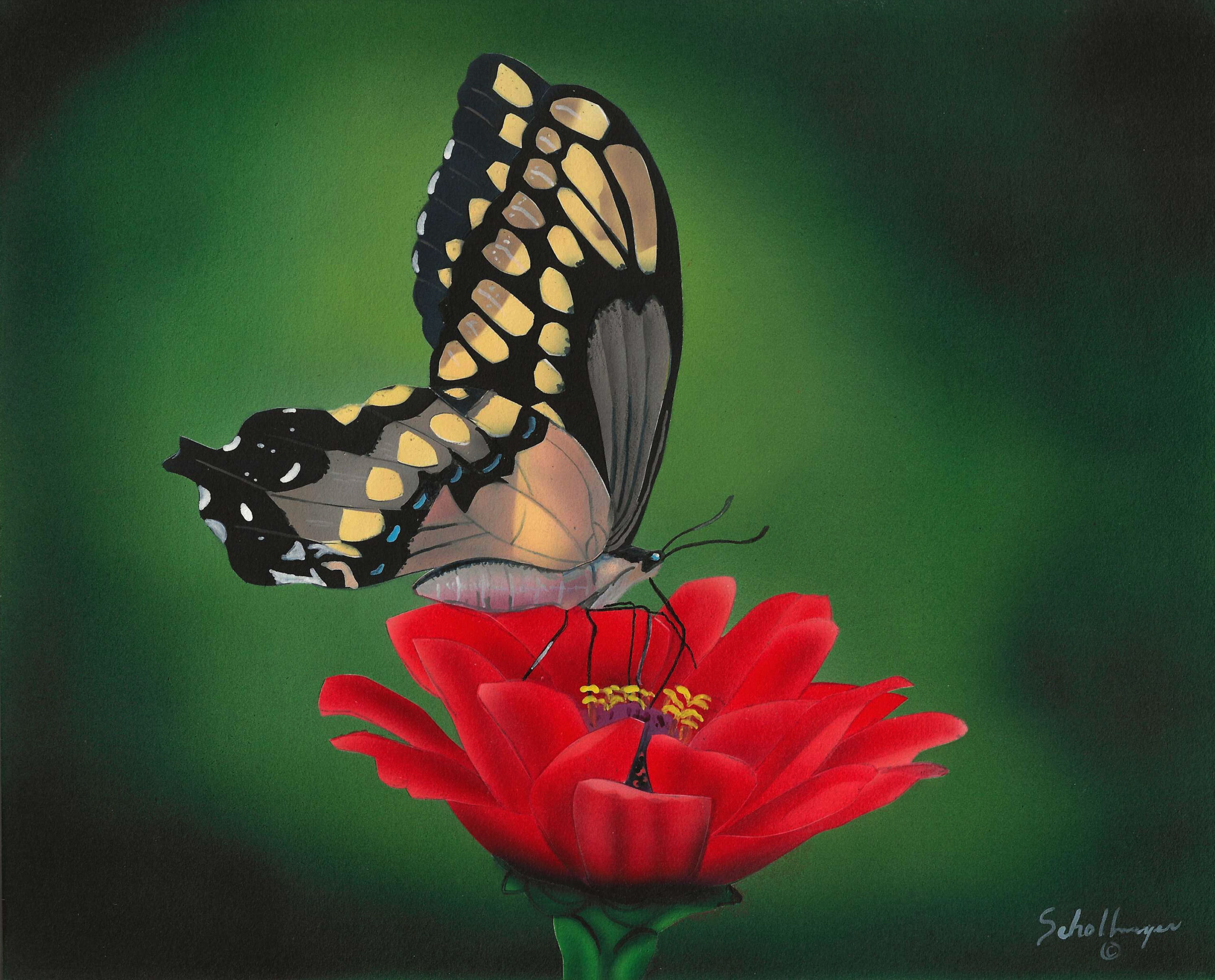 Swallowtail